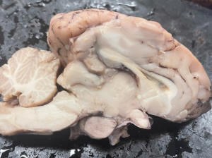 Midsagittal view of sheep brain